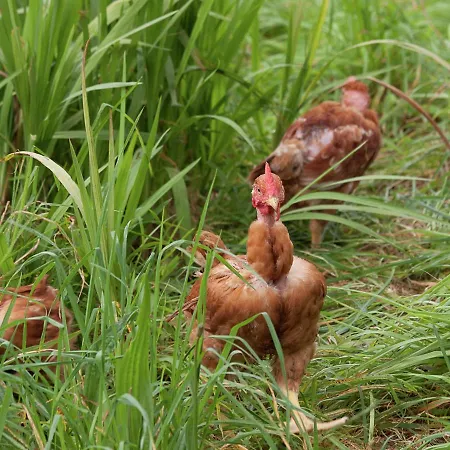 Quinta Colmeias Casa de Férias *