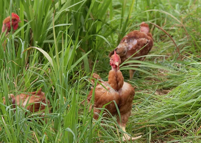 Quinta Colmeias Holiday home *