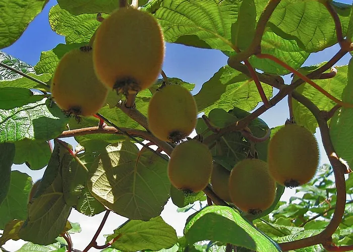 Tatil Evi Quinta Colmeias *